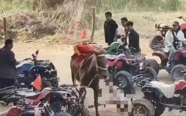 广东自驾悲剧，游客不慎撞马群，六匹马命丧车轮下